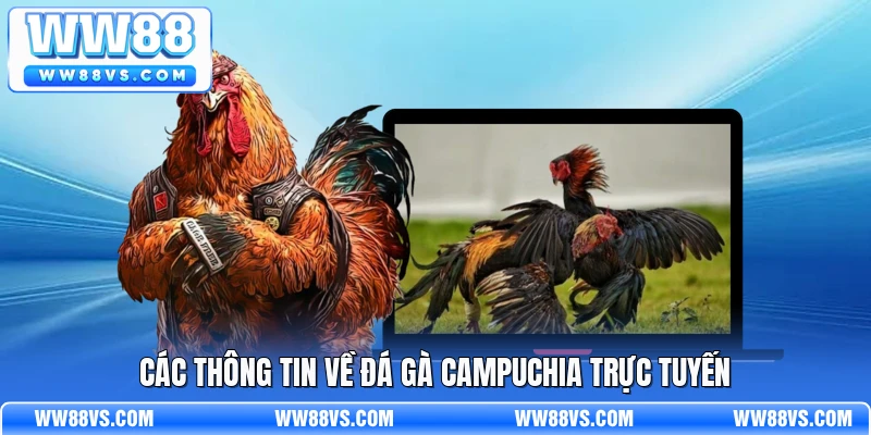 Các thông tin về đá gà campuchia trực tuyến