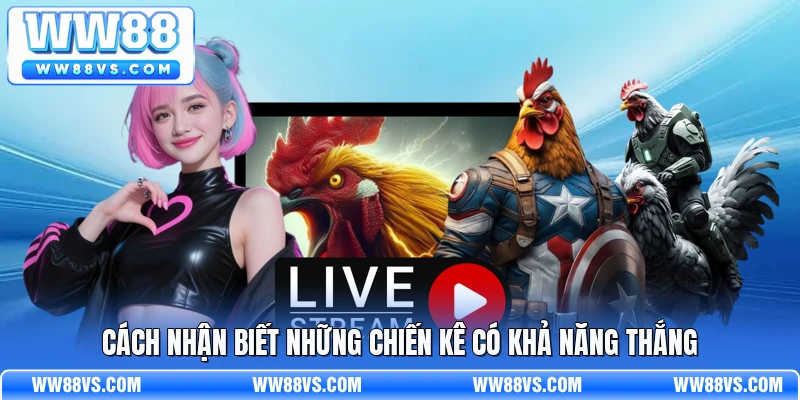 Cách nhận biết những chiến kê có khả năng thắng