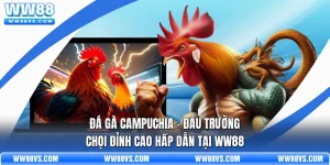 Đá Gà Campuchia - Đấu Trường Chọi Đỉnh Cao Hấp Dẫn Tại WW88
