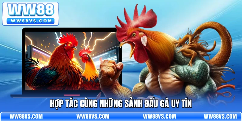 Hợp tác cùng những sảnh đấu gà uy tín
