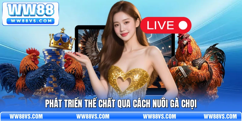 Phát triển thể chất qua cách nuôi gà chọi