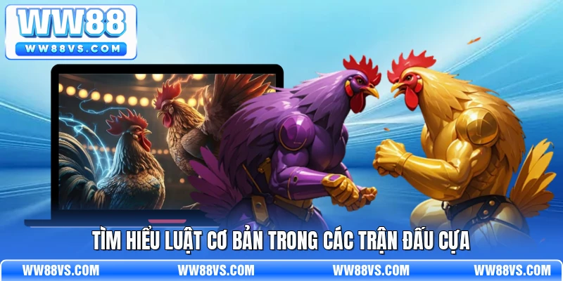Tìm hiểu luật cơ bản trong các trận đấu cựa